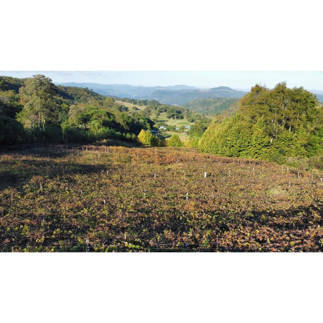 Chácara à venda com 3 quartos, 40000m² - Foto 1